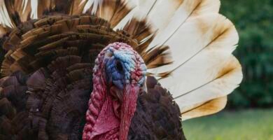 Turkey AI: Exploring the Future of Artificial Intelligence in Turkey
